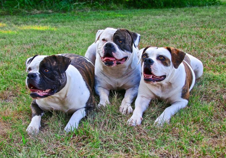 Giant English Bulldog