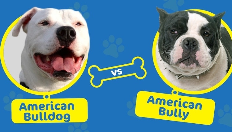 american bulldog vs american bully