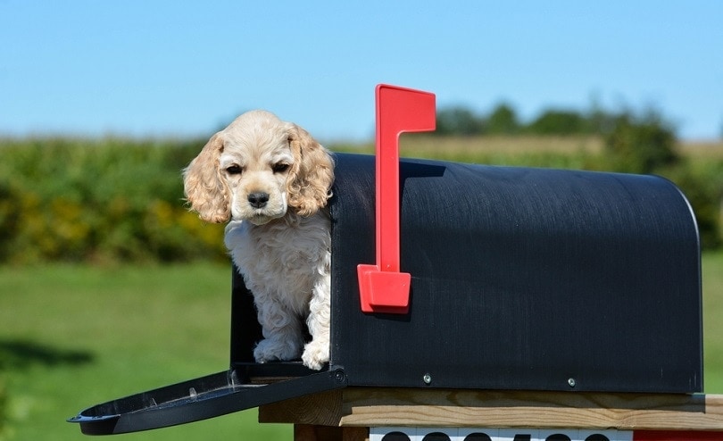 american cocker spaniel puppy in a mailbox