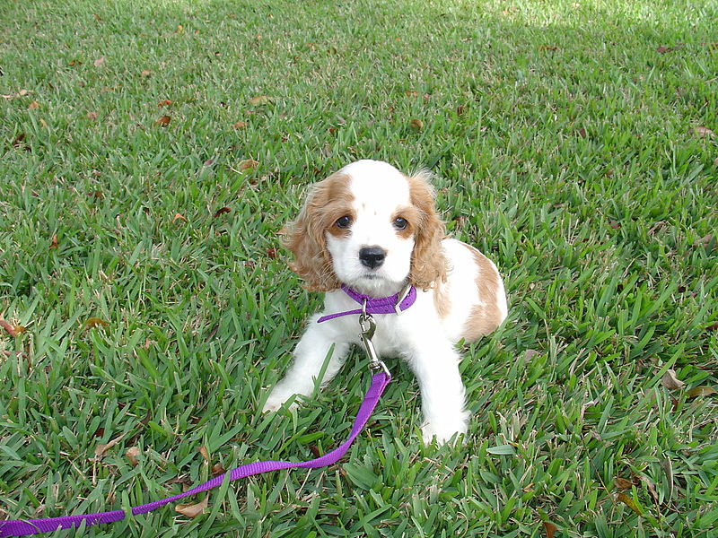 american cocker spaniel puppy