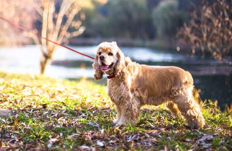 Cocker spaniel average best sale price