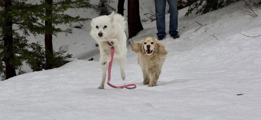 american eskimo cocker spanial playing in snow