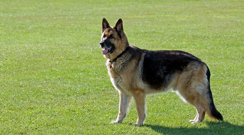 american german shepherd in the field