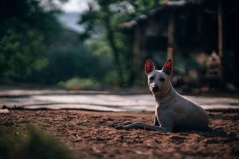 american hairless terrier