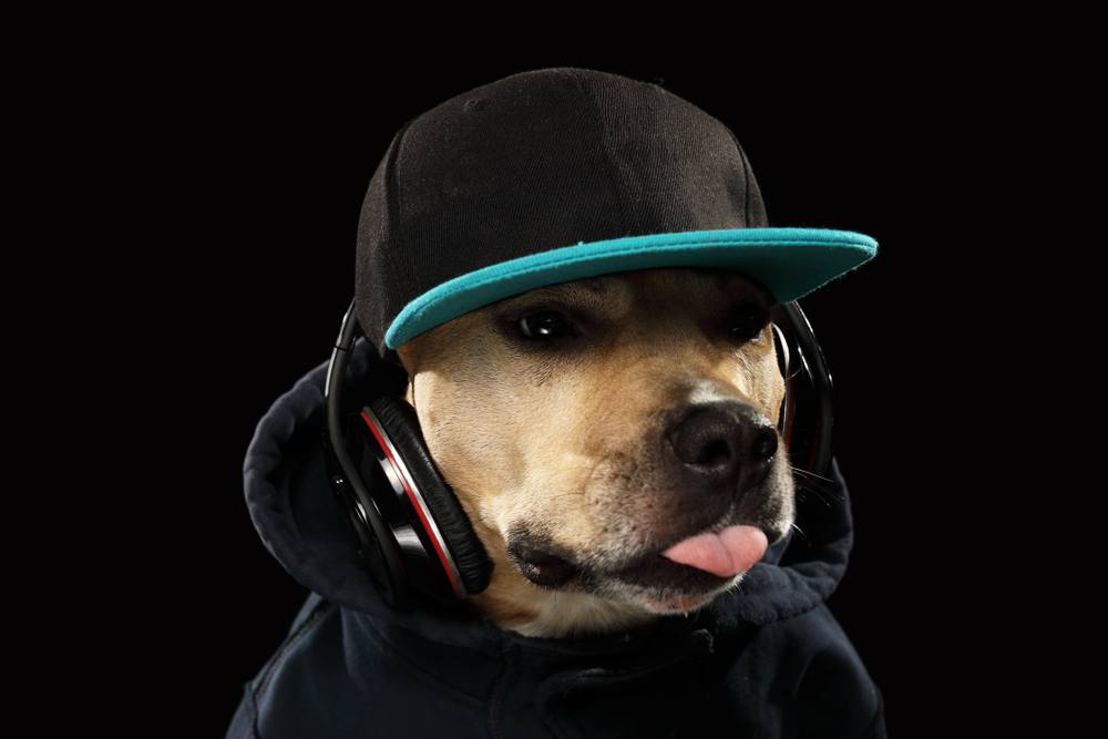 100 Hip Hop and Rapper Dog Names: Ideas for Funky & Badass Dogs