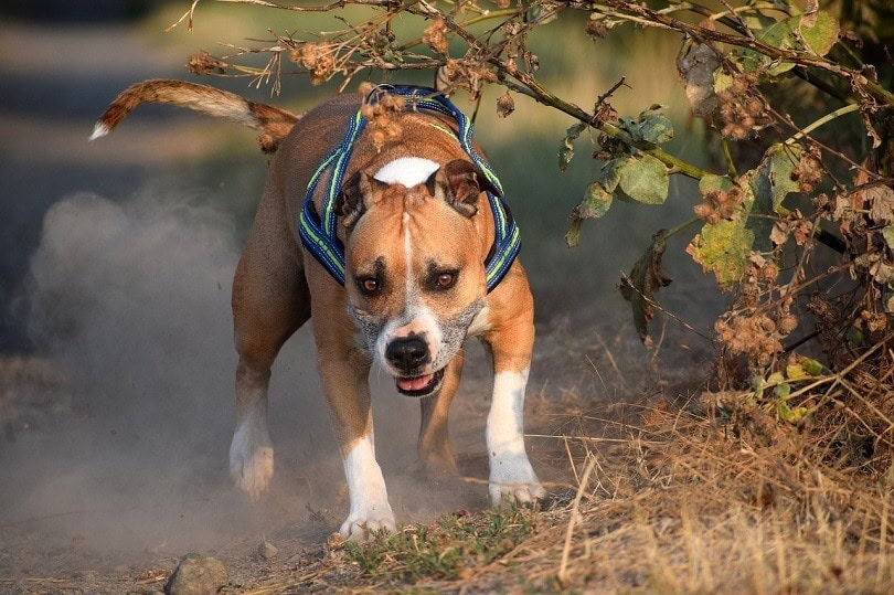 american staffordshire terrier shedding a lot