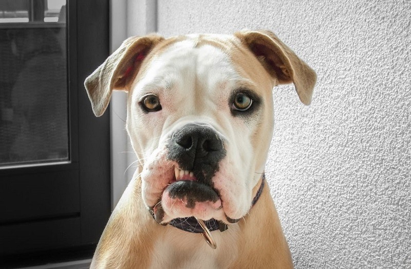 amrican bulldog