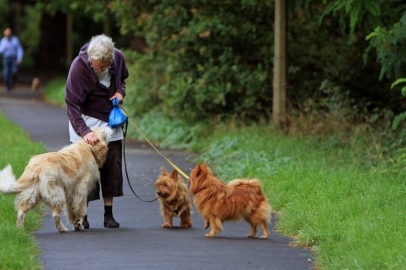 an old lady walking her dogs