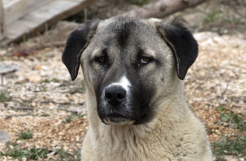 anatolian shepherd