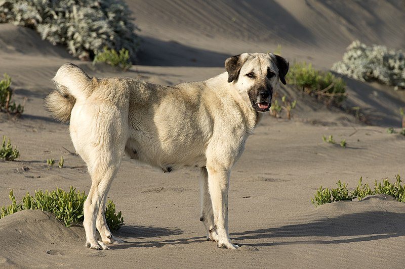 anatolian shepherd