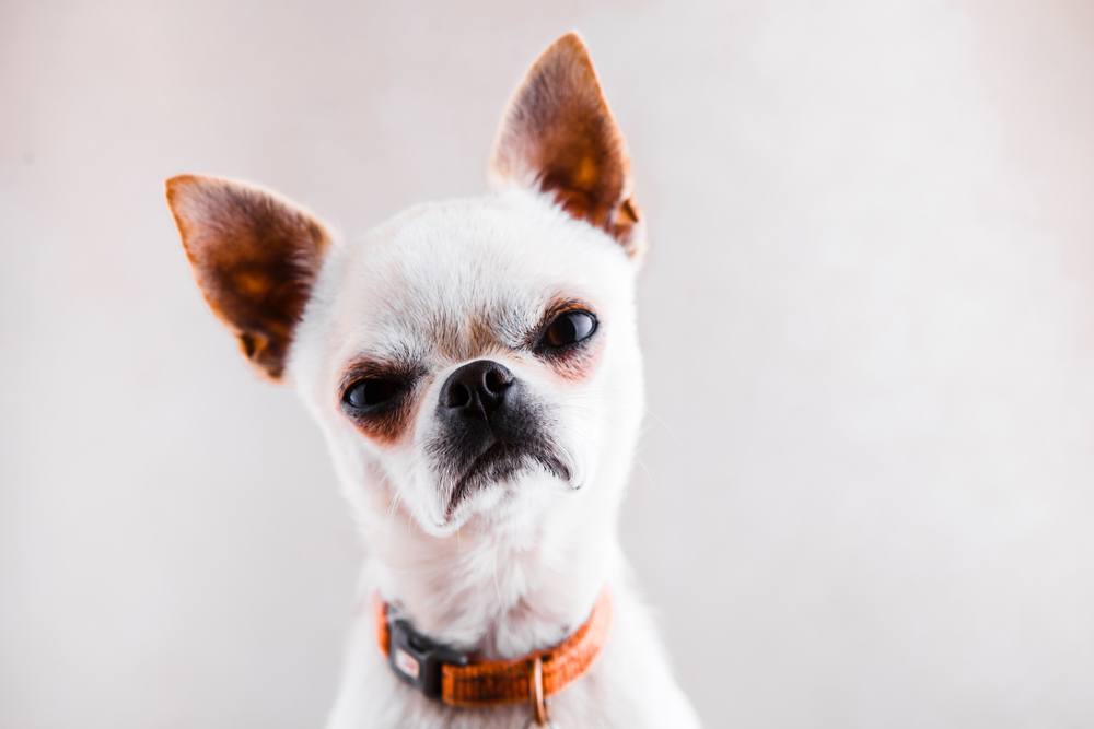 Aggressive sales dog names
