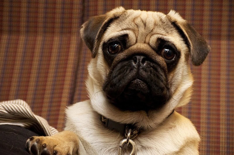 anxious pug