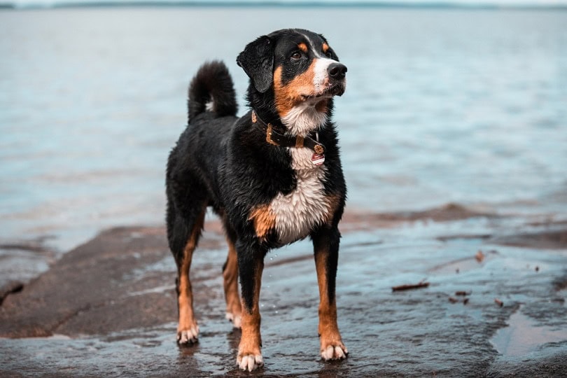 appenzeller mountain dog at the lake