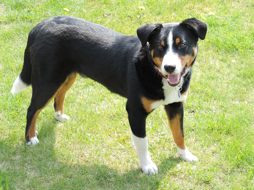 appenzeller mountain dog standing on the grass