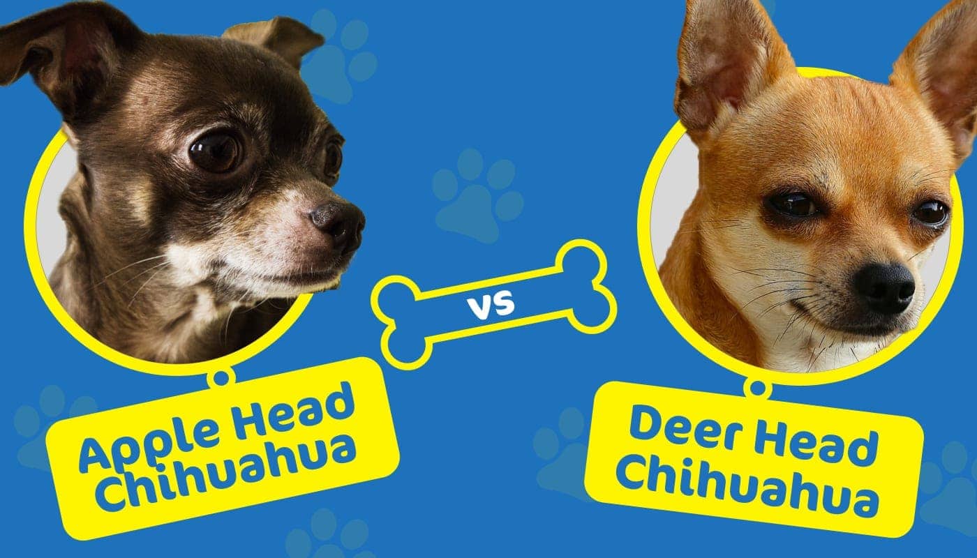 apple head vs deer head