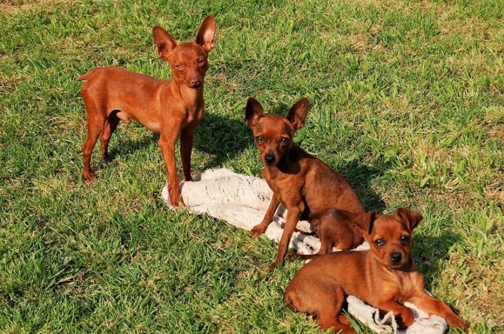 Minpin + Chihuahua = PinChi : r/minpin