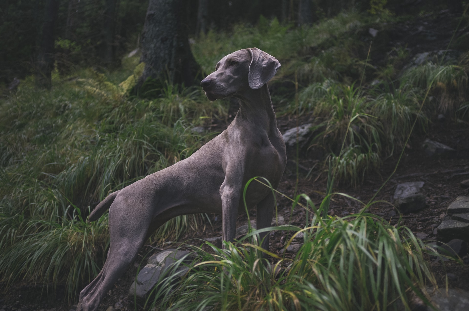 Small Grey Dog Breeds KeepingDog