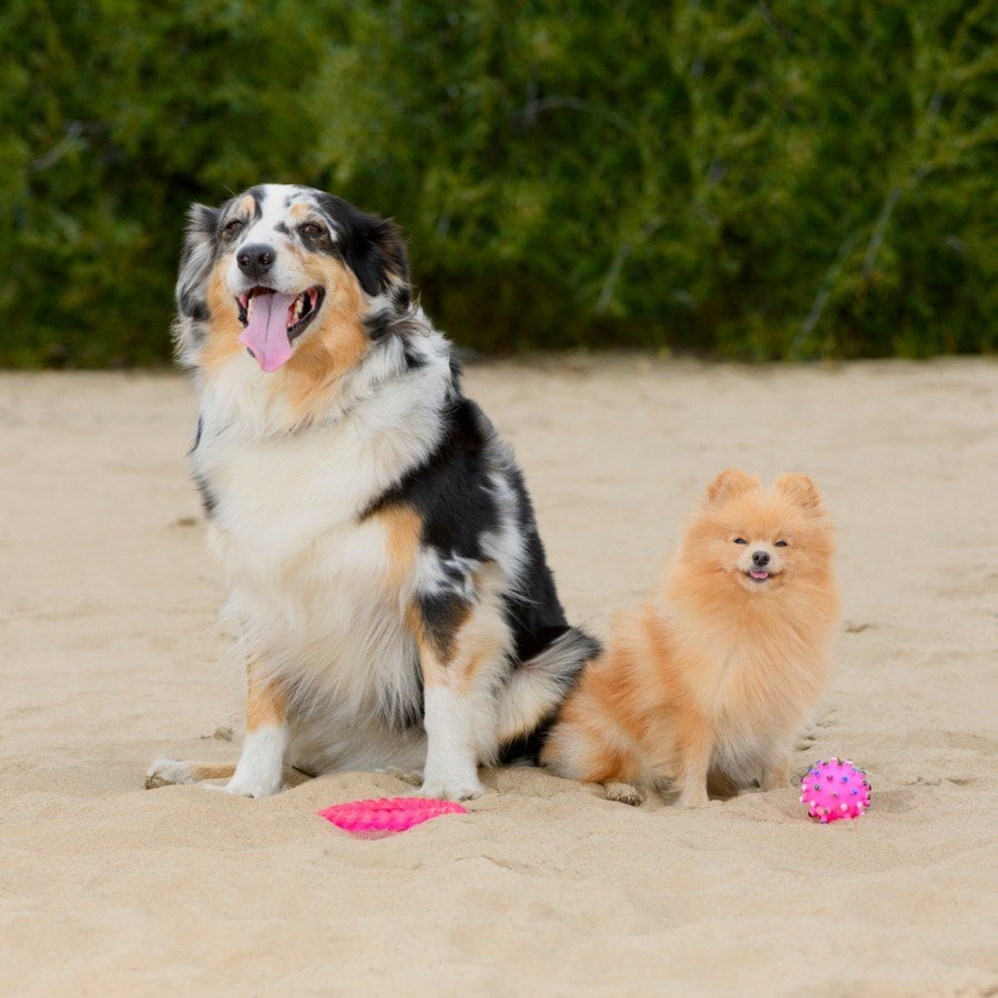 Tegnsætning Rundt om mor Aussiepom (Australian Shepherd & Pomeranian Mix) Info, Pics, Facts