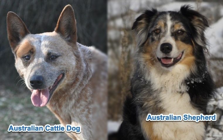 Blue Heeler Vs Australian Shepherd What S The Difference Hepper