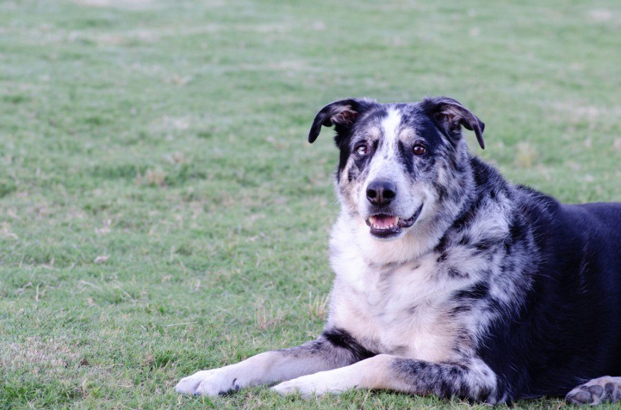 australian german shepherd