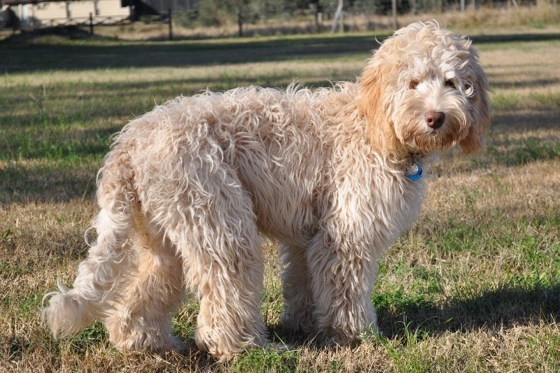 australian labradoodle