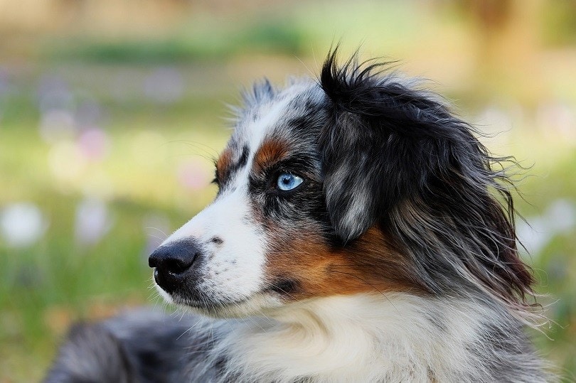 do dogs with blue eyes have vision problems