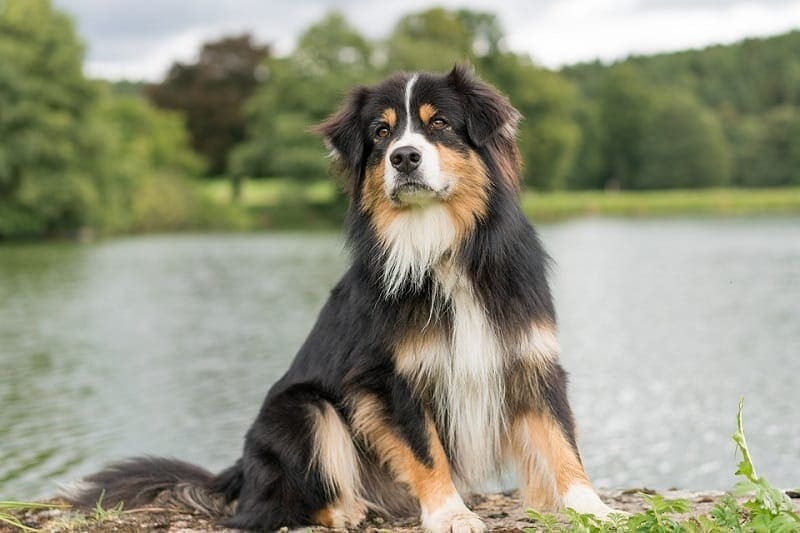 australian shepherd