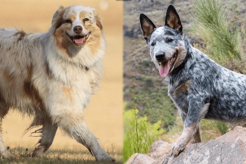 australian shepherd and blue heeler