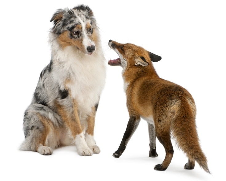 australian shepherd and fox