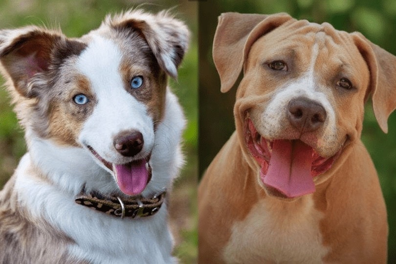 australian shepherd and pitbull face