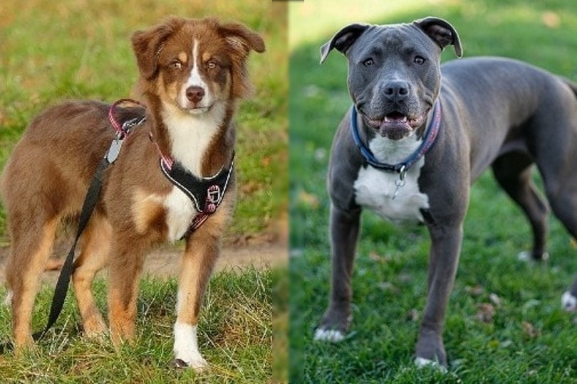 australian shepherd and pitbull on grass