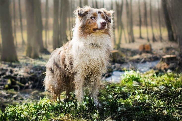 australian shepherd dog breed