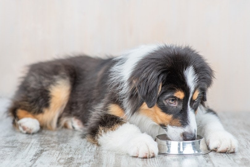 australian shepherd dog eating