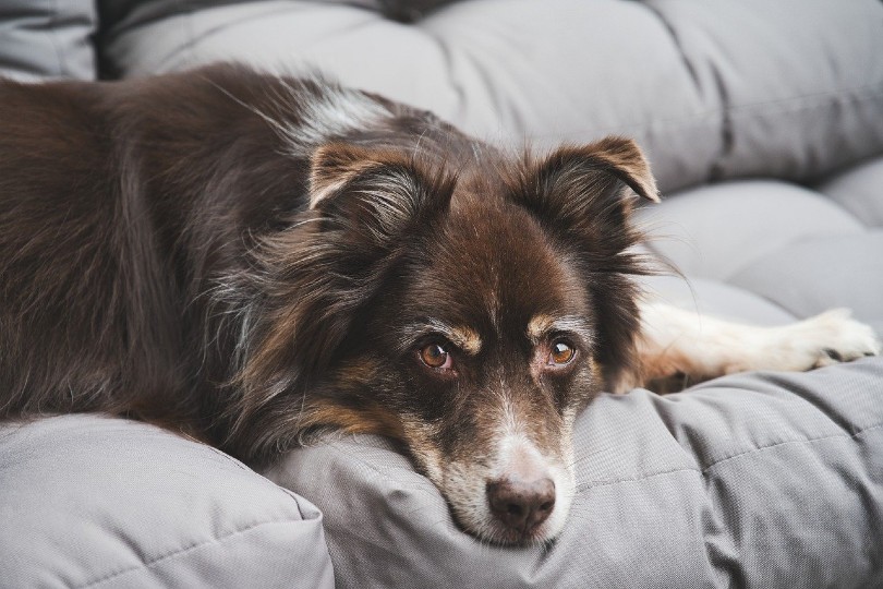 australian shepherd dog lying on the couch