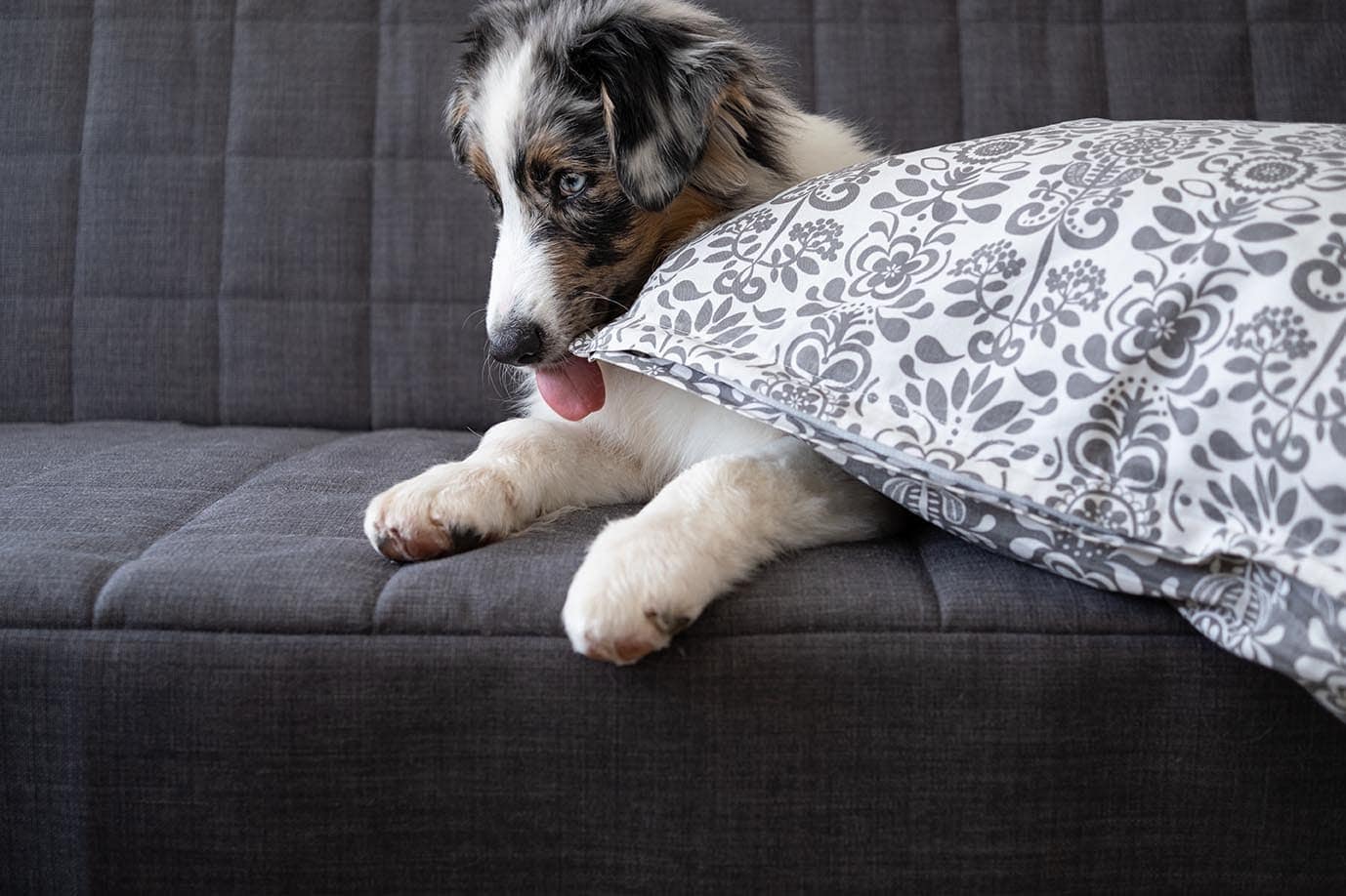 Australian shepherd in the sofa