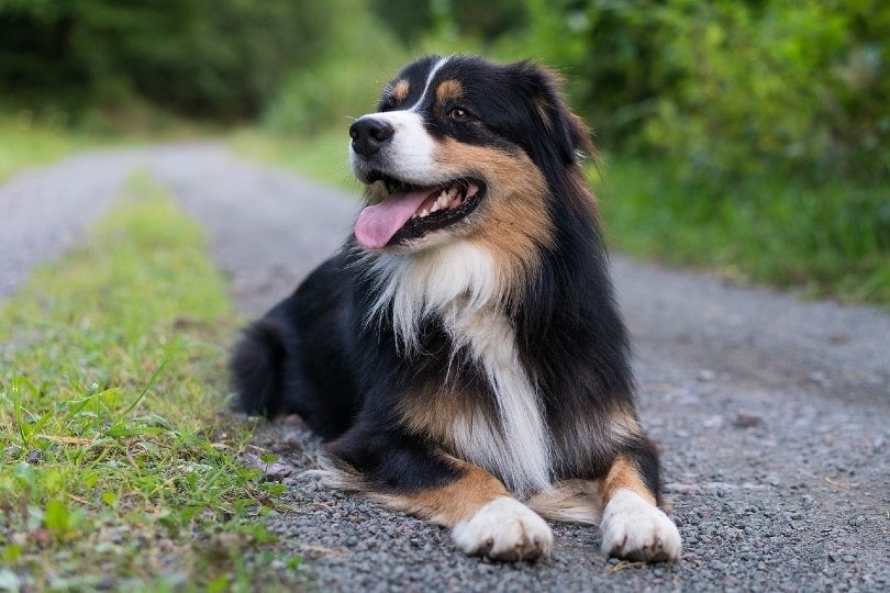 australian shepherd lying in the forest