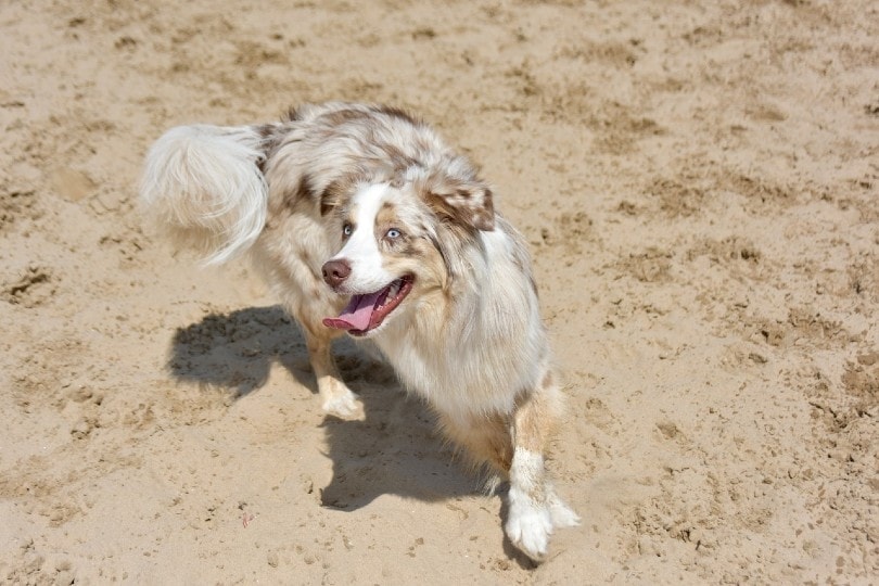 australian shepherd playing on sand