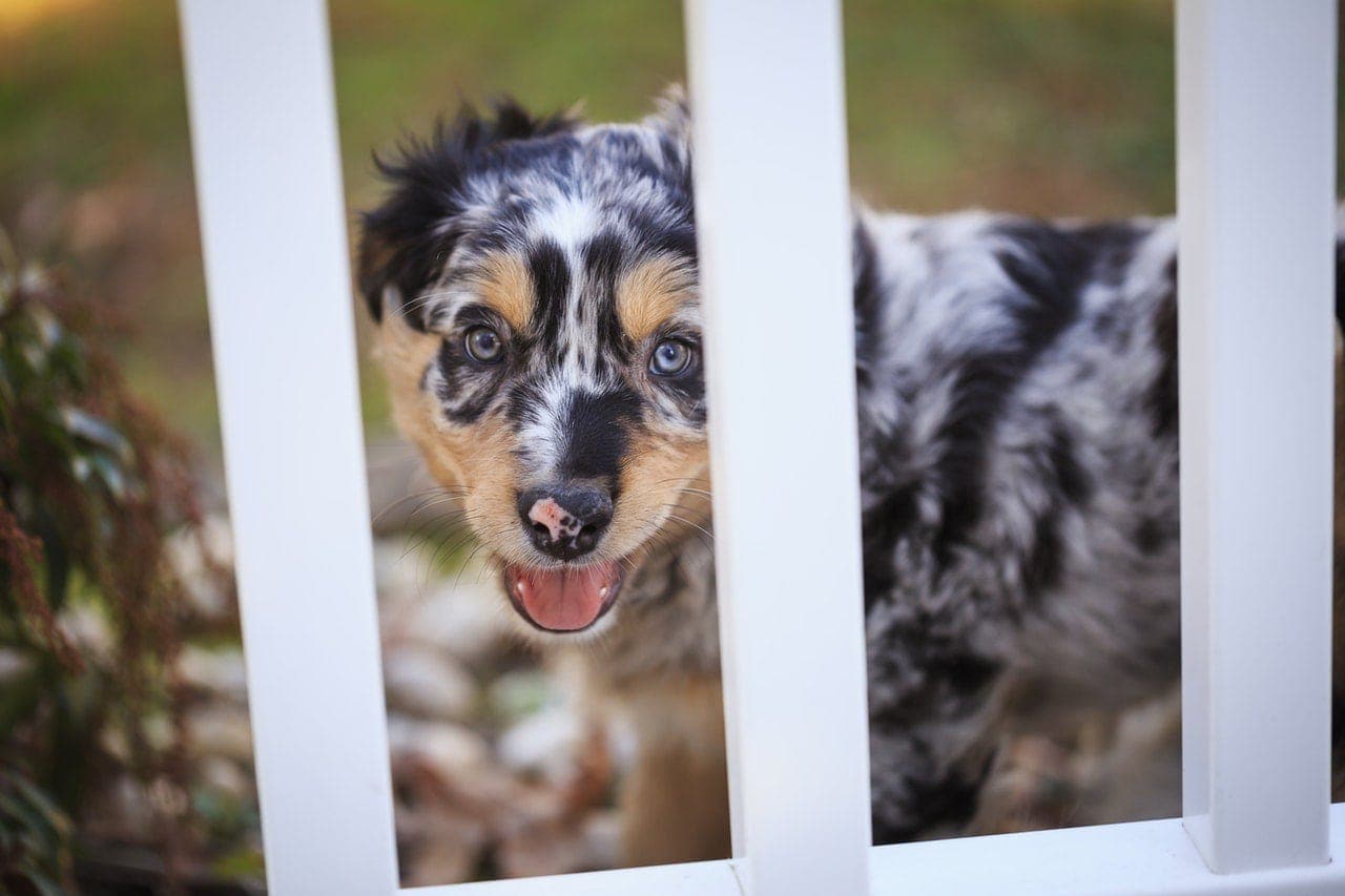australian shepherd puppy