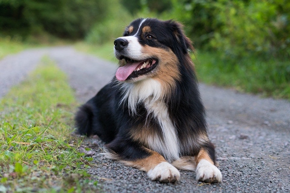 australian shepherd tricolor