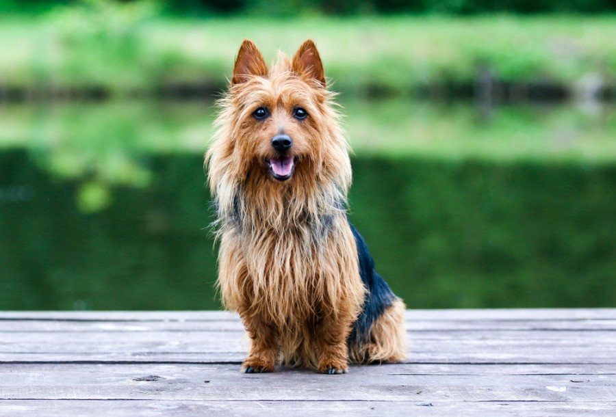 australian terrier dog sitting outdoor