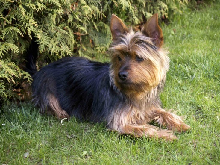 australian yorkshire terrier on grass