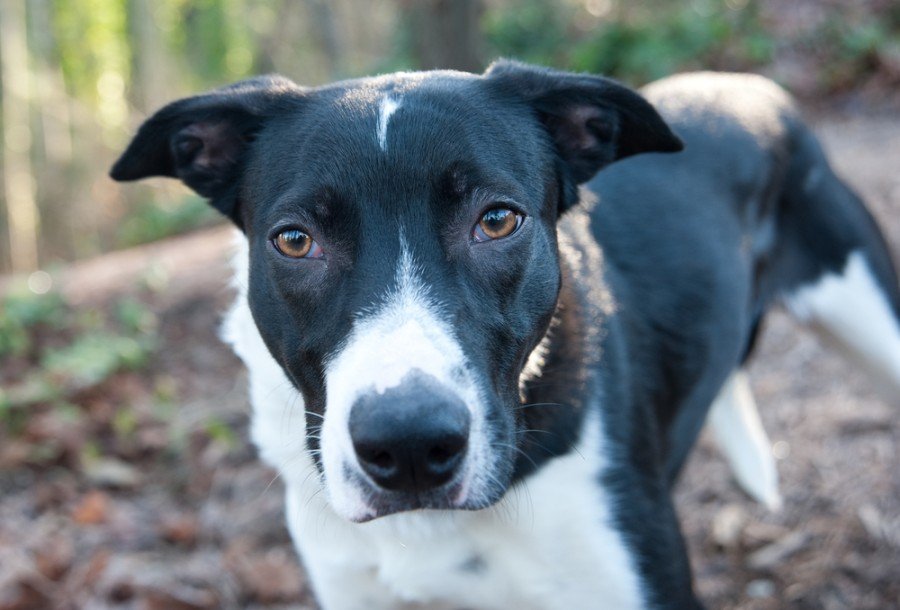 australian shepherd bull terrier mix