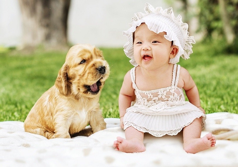 Breeds that are Good with Babies