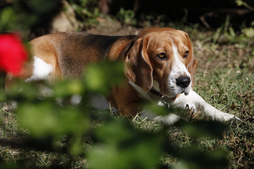 are finnish hound aggressive