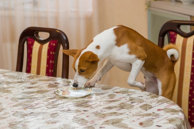 basenji dog eating leftovers on a dinner table