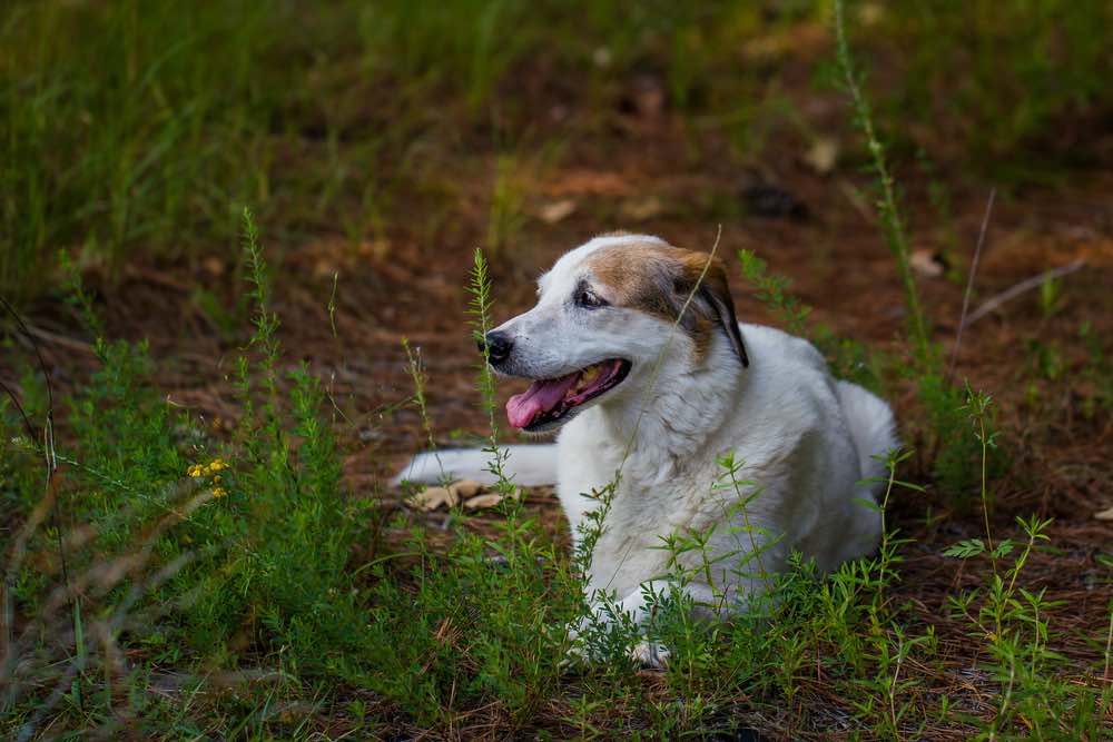 baskimo basset hound american eskimo dog mix