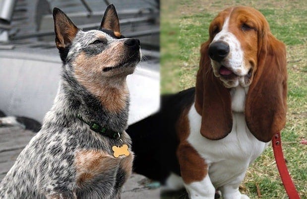basset heeler parent breeds