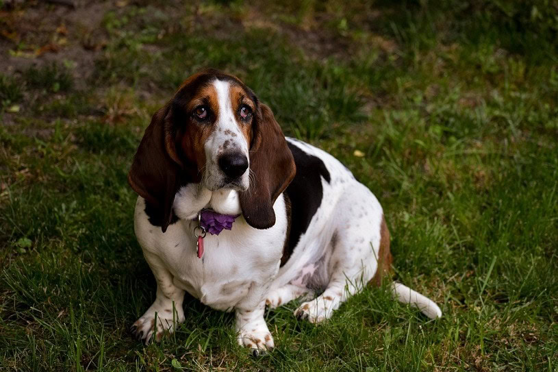 Basset Hound Dog Breed Info