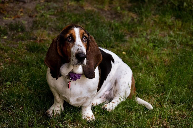 what dog has the longest ears