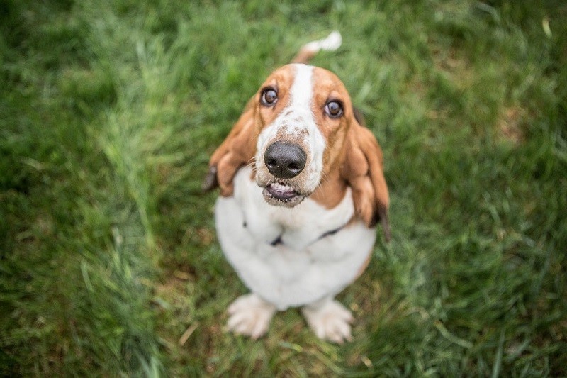 are basset hounds mean